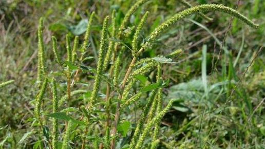 Palmer Amaranth Found in North Dakota