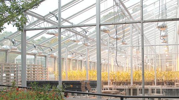 Triangle Plant Sciences, MustGrow Sign Technology Agreement