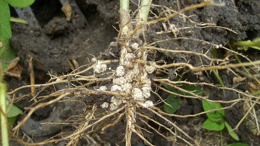 Banking on Biologicals in Seed Treatments