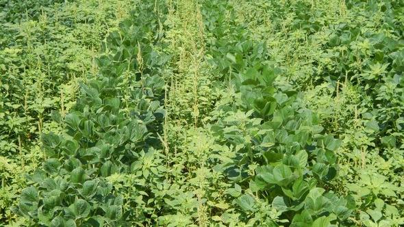 EPA Announces Proposed Registration of Pesticide Diflufenican