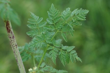 Corteva Agriscience Submits New Pasture Herbicide to EPA