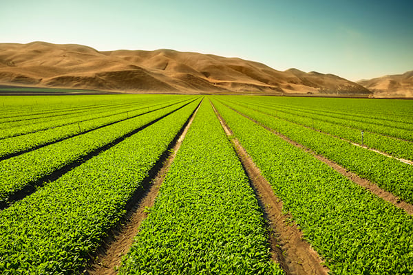 OneUP™ Liquid Fertilizer is an Effective Nutrient Formulation