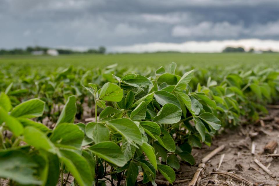 GROPRO Launches Innovative Solution for Farmers to Control Nematodes