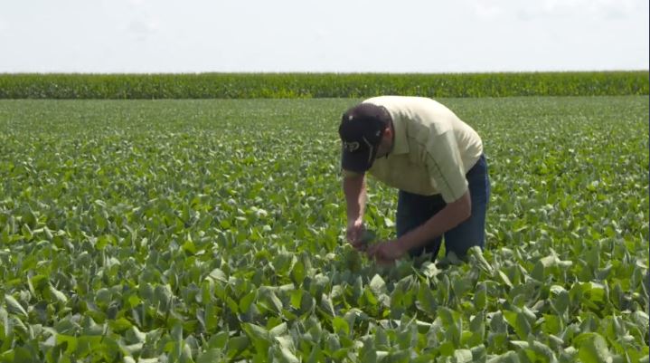 Sulfur Fertilization on Soybeans