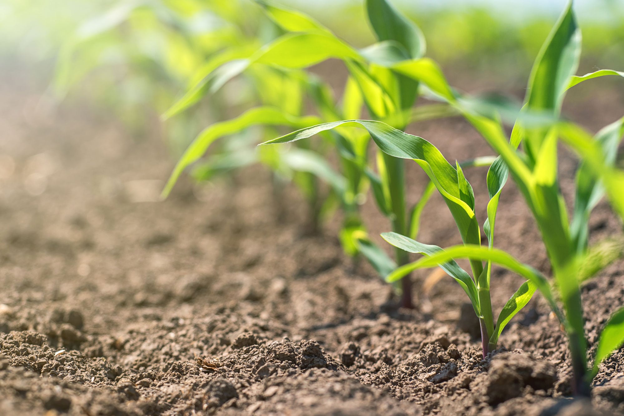 Iowa Ag Secretary Voices Support for Year-Round Use of E15