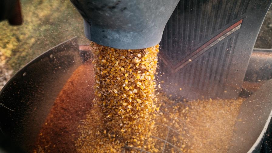 Corn