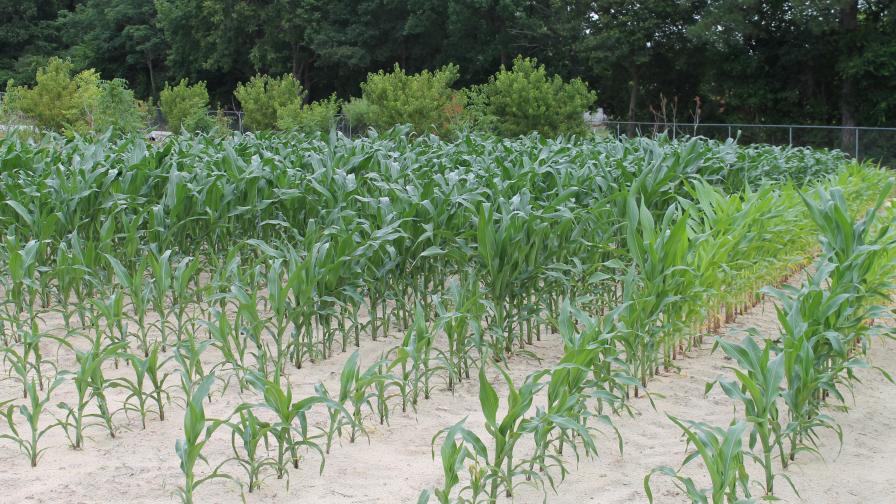 Biofertilizers Taking More Steps Forward