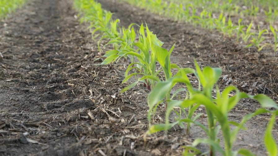 Nitrogen Use Products Hit Market with Efficiency