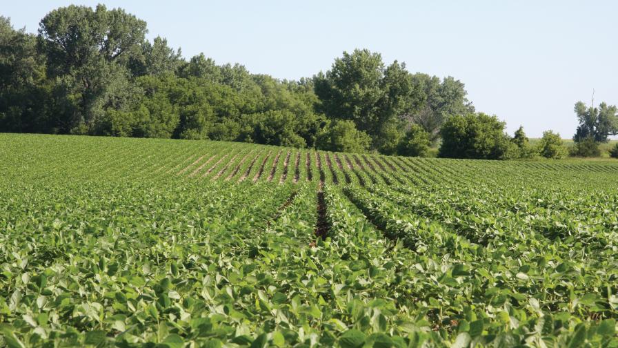 USDA Estimates More Corn, Soybean Supplies Than Previous Forecast