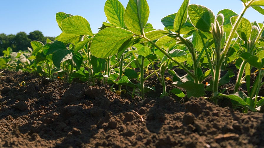 Ninth Circuit Court’s Dicamba Decision Leaves Farmers Without a Critical Weed Management Tool