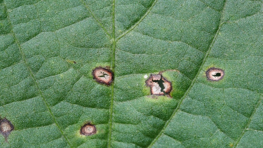 Take Action Now to Resist Fungicide Resistance