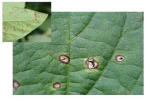 frogeye leaf spot soybeans