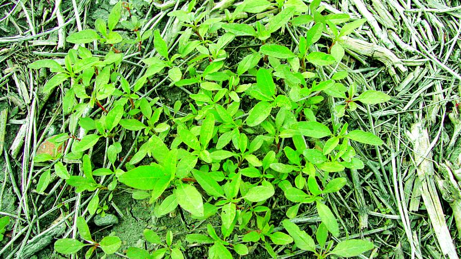 Tank-Mixing Herbicides May Not Be Enough to Avoid Herbicide Resistance