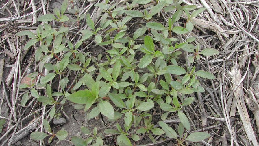 For Weeds, Resistance is Not Futile