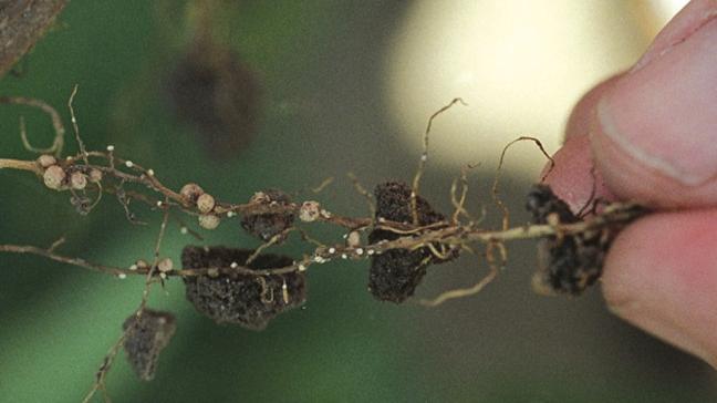 ISU Scientists Overcome Repetitive DNA to Sequence the Genome of Devastating Soybean Pest