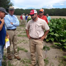 Dicamba Update: When Drift Hits Tobacco
