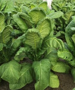 Dicamba Update: When Drift Hits Tobacco
