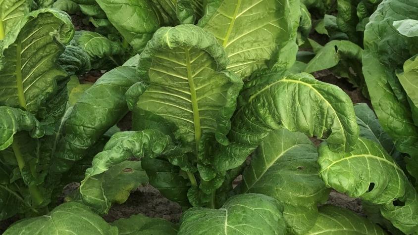 Dicamba Update: When Drift Hits Tobacco