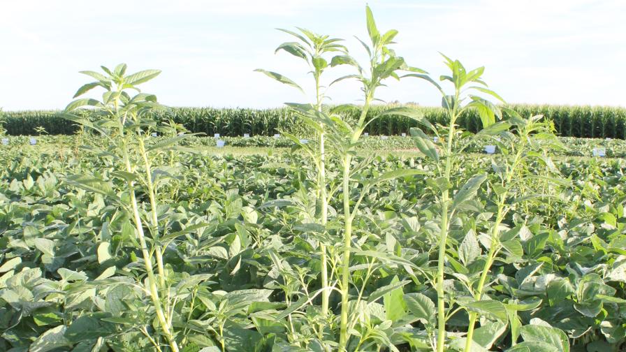 For Weeds, Resistance is Not Futile
