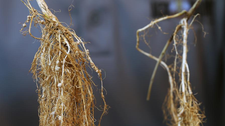 Purdue Scientists Show How Soybeans May Get More Nitrogen from Atmosphere