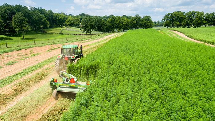 Farmers Unite to Launch U.S. Hemp Growers Association