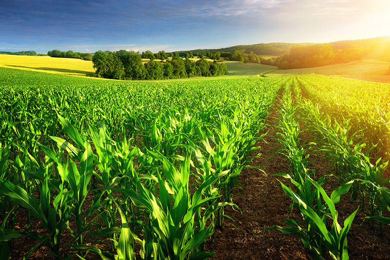 Study Calls for Increased Investment in Biologicals in Agriculture