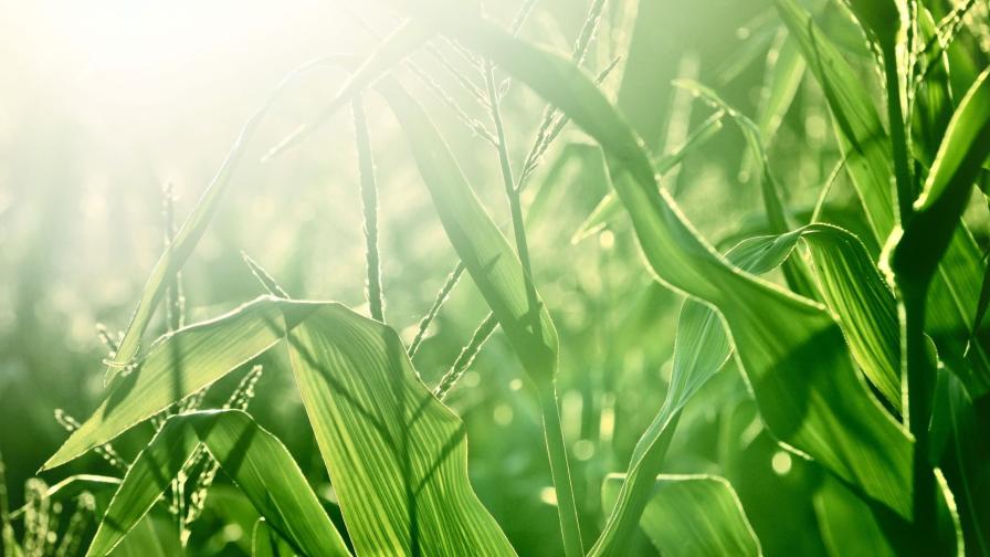 Corteva Agriscience Building New Biologicals Portfolio