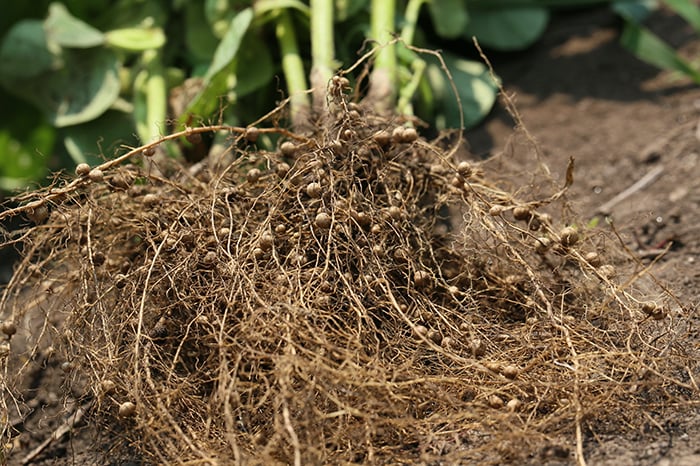 Plan early for crop success.