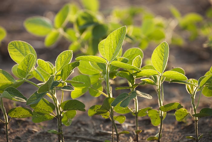 Dicamba Decision Stands; Ag Industry Responds