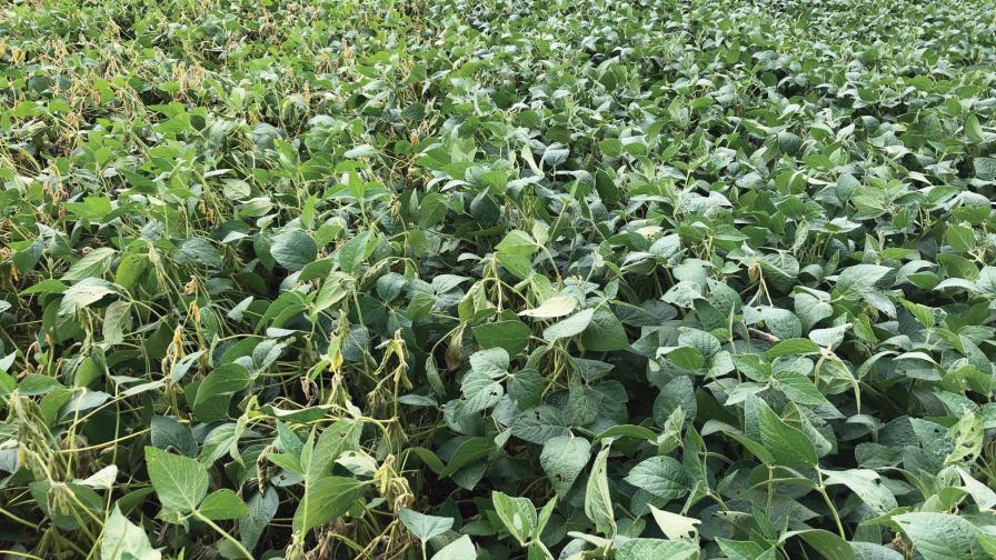 Seed Treatment: How Biological Companies Conquered the ‘Snake Oil’ Image