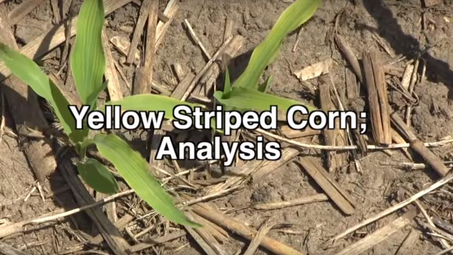 Identifying Nutrient Deficiencies in Yellow-Striped Corn