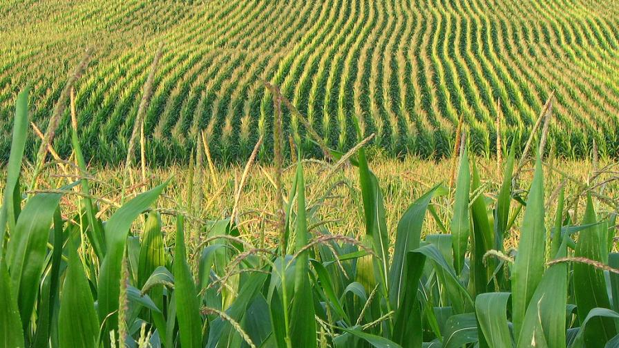 A Bad 2019 Might Equate to a Good 2020 for Biofertilizers