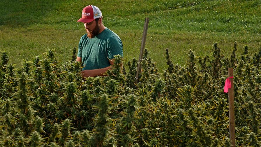 How One Ag Company is Moving Hemp into Mainstream