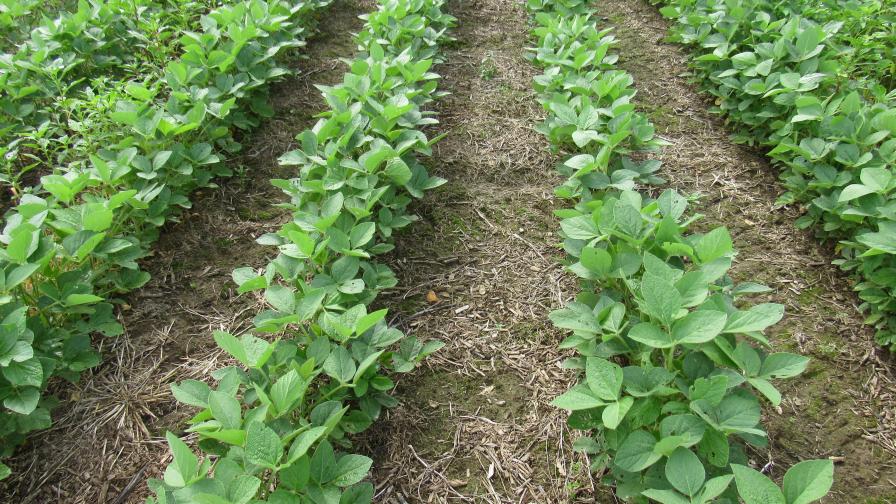 FMC Launches New Authority Edge Herbicide in the U.S.