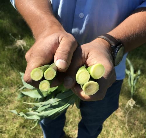 A comparison of corn stalks grown with EnzUp (right) and without.