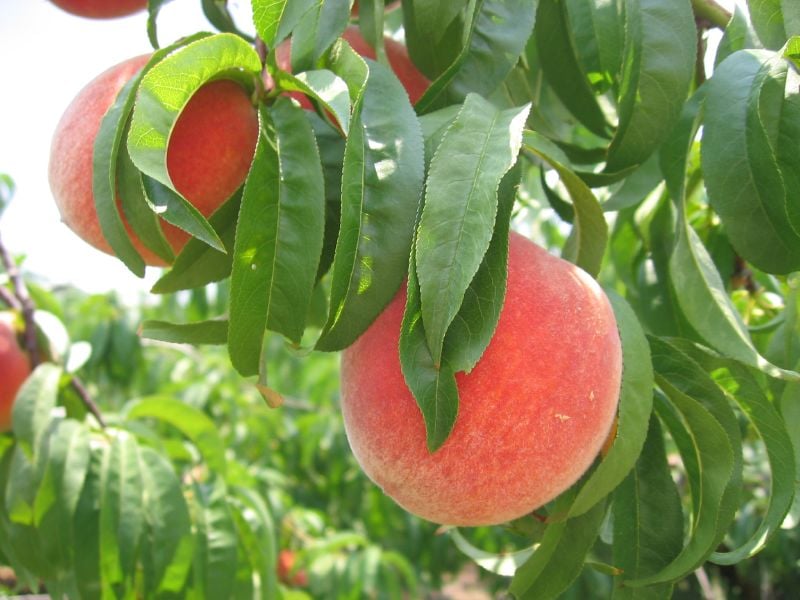 peaches