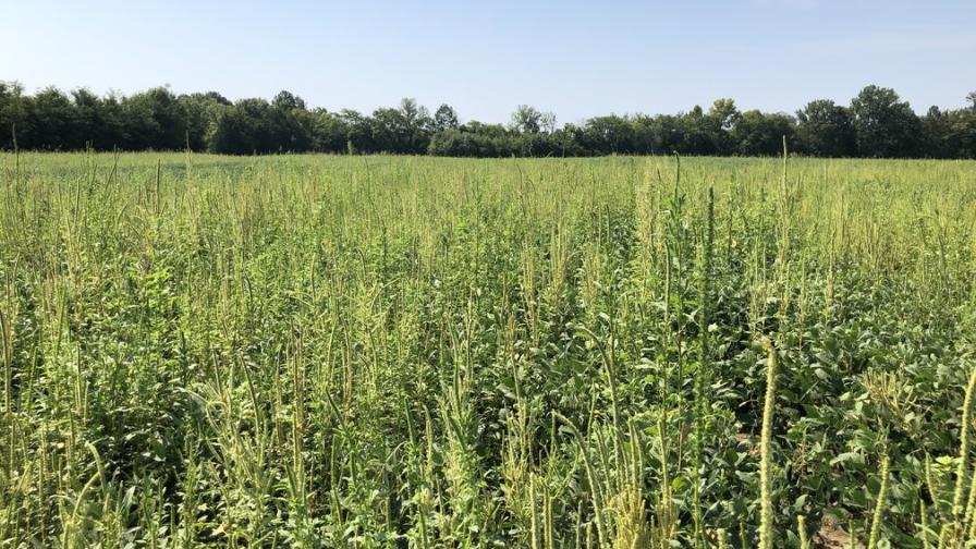 More Dicamba Sprayed, Yet Weed Control Lags