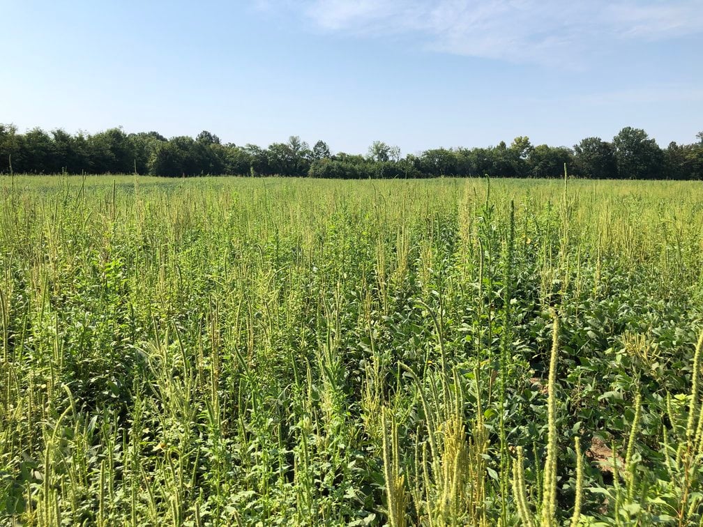 New Mode of Action to Treat Superweeds