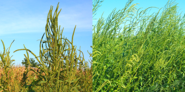 Thinking About Skipping Residuals in Soybeans? Forget About It.