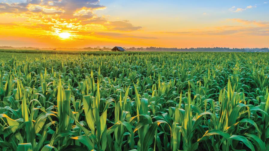 Corn Field Sunset