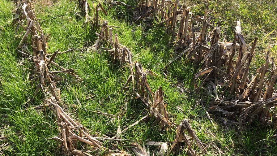 Illinois Study Shows Universally Positive Effect of Cover Crops on Soil Microbiome