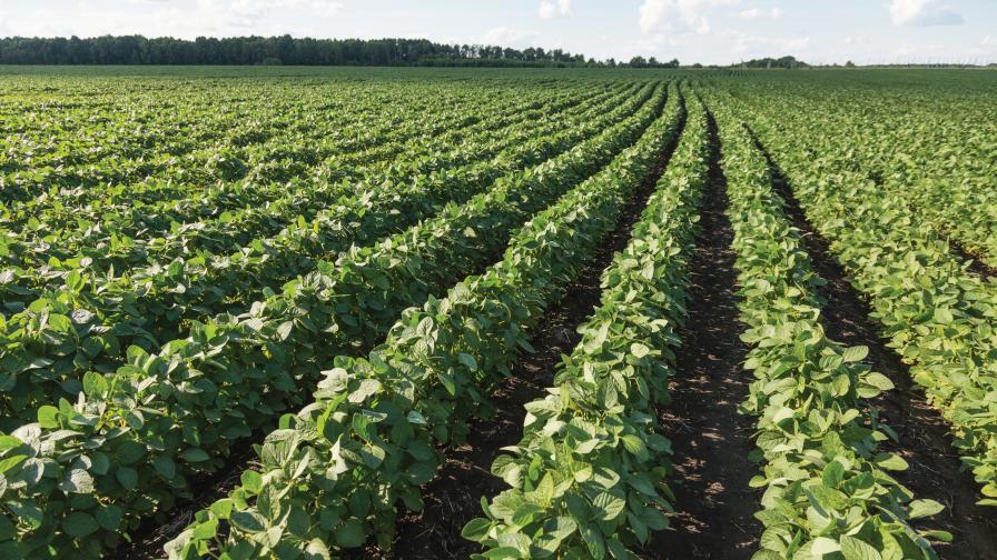 Saltro Fungicide Seed Treatment Proves Strong First Year Impact