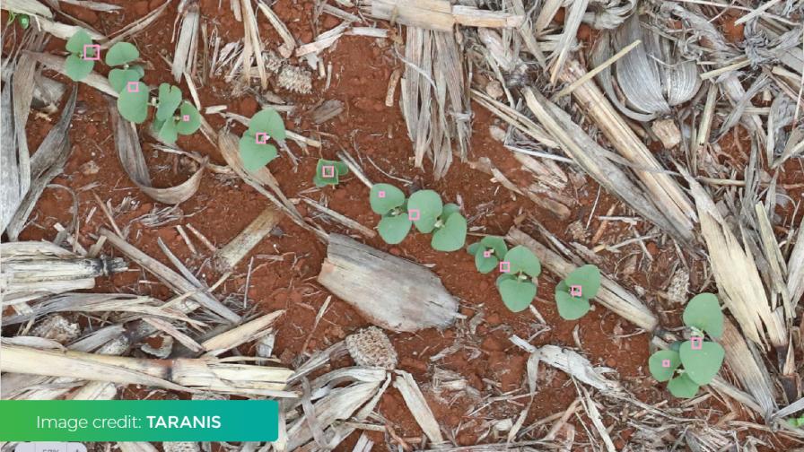 Taranis’ tight resolution identifies plants and allows for highly accurate stand counts. Photo credit: Taranis