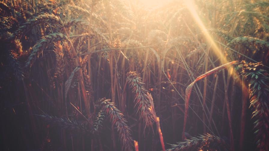Marketing the Commercial Expertise of Rural America to Create Resilient Agribusinesses