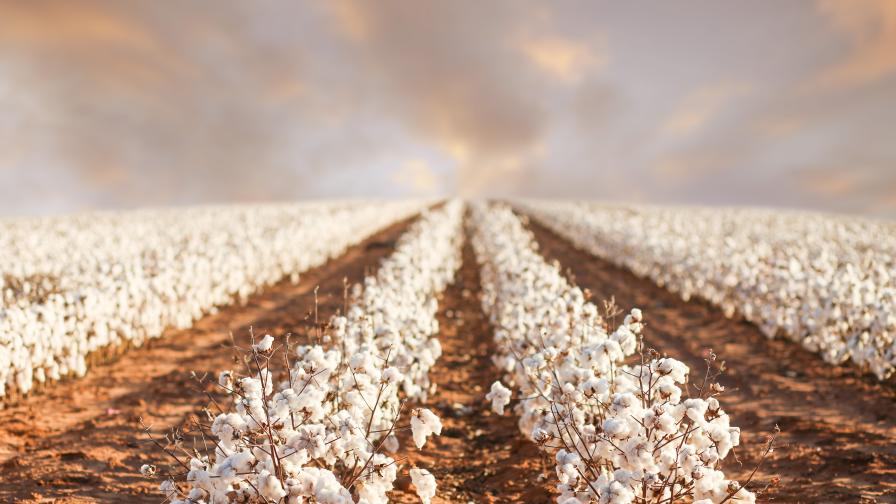 Cotton Acres May Rise, But Can Prices Keep Up? What Ag Retailers Need To Know For 2026