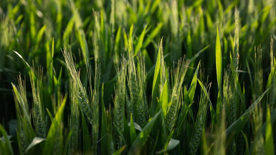 BASF, PowerPollen Announce Research Collaboration For Hybrid Wheat