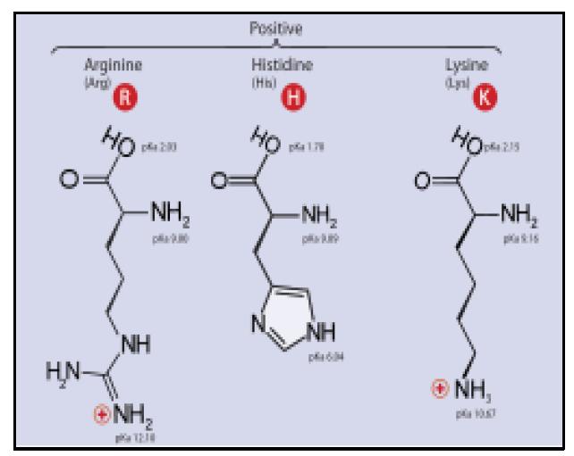 Figure 6. Examples of the chemical structure of Amino Acids showing Nitrogen.