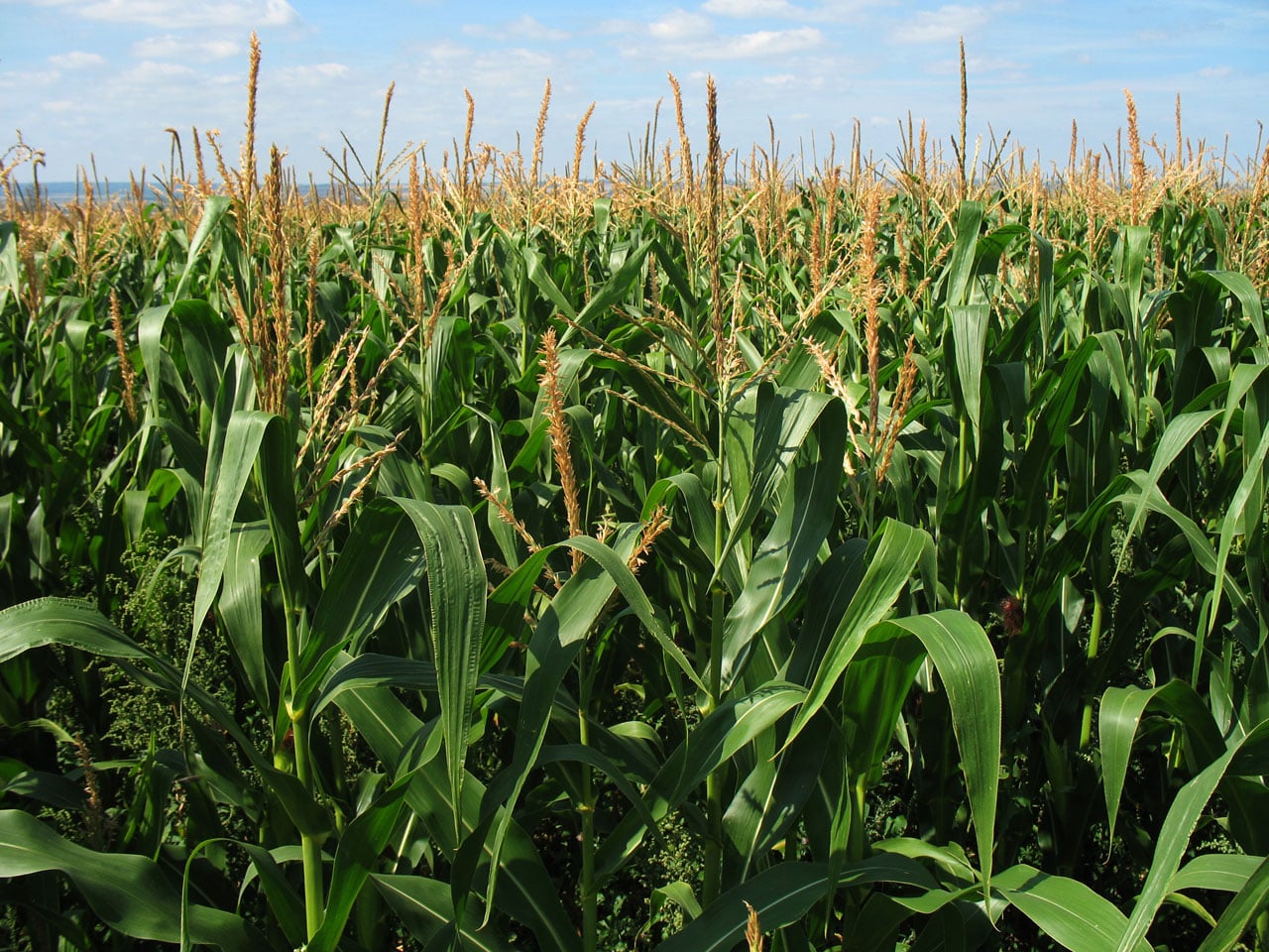 Verdesian Life Sciences Introduces Trident Nitrogen Solution