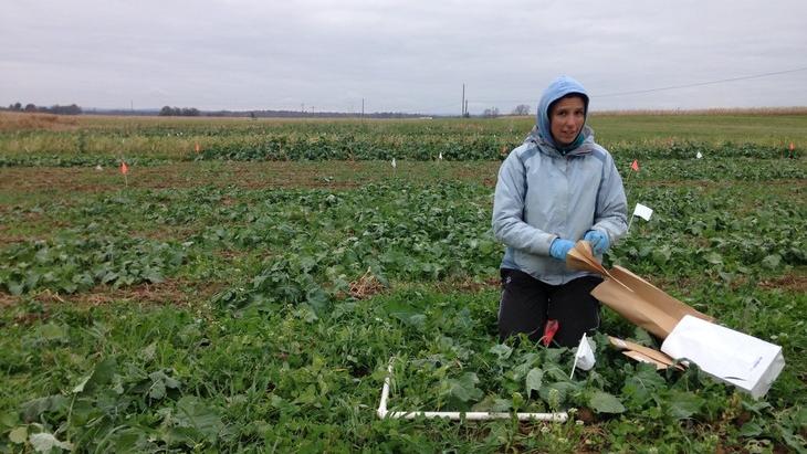 Cover Crop Mixtures Must be ‘Farm-Tuned’ to Provide Maximum Ecosystem Services