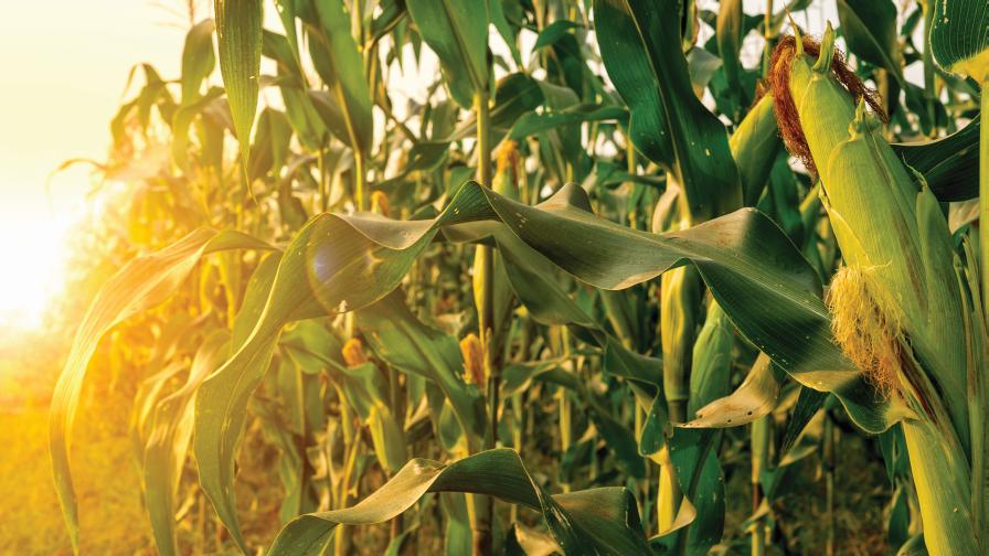Corn Closeup